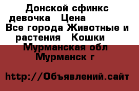 Донской сфинкс девочка › Цена ­ 15 000 - Все города Животные и растения » Кошки   . Мурманская обл.,Мурманск г.